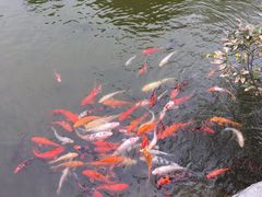 -鱼凫国都大酒店温泉