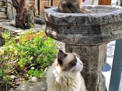 -喵屿·大理花园猫咖