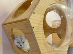 -猫咪派对(江南西店)