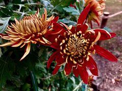 -上海共青森林公园