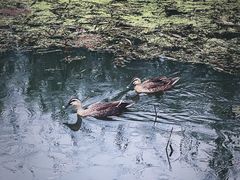 -西湖风景区-江洋畈生态公园
