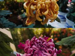 -杭州植物园