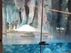 -帝企鹅自助餐厅•儿童岛•真企鹅(长隆企鹅酒店)