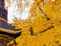 -金泽古镇