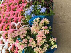 -龙大花卉苗木市场