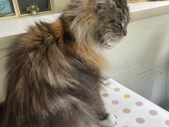 -猫小院猫主题餐厅(南锣旗舰店)
