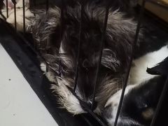 -宠匠·爱宠堡 PET CASTLE