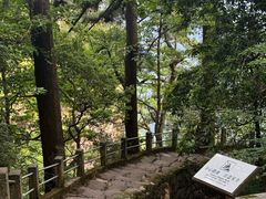 -天目山大树王景区
