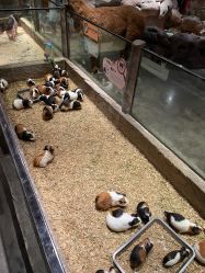 -造物庄园 萌宠纪(苏州湾歌林公园店)