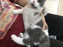 -lincat·猫舍(广州店)