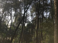 -铁山坪森林公园