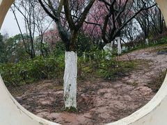 -重庆彩云湖湿地公园