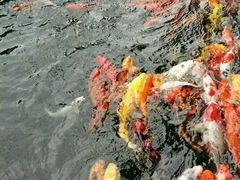 -广东茂名森林公园