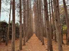 -上海长兴岛郊野公园