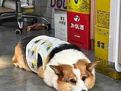 -老四川平头酸菜鱼(衙前店)