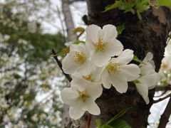 -高东镇樱花园