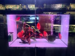 -中环花鸟鱼虫市场