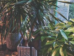 -植物学家的女儿(北马道巷店)