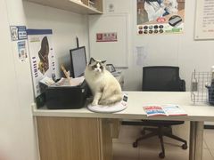 -艾贝尔宠物医院 ·中兽医·宠保定点(北门桥店)