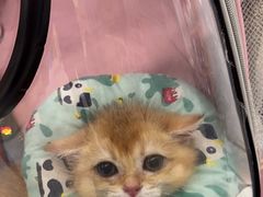 -瑞派康怡24h宠物医院·犬猫医疗中心·微创绝育(瑞景分院)