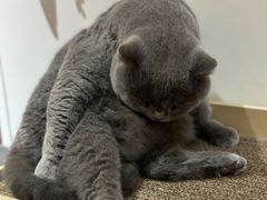 -有猫主题·治愈系猫咖(曾厝垵店)