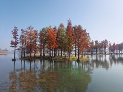 -贡湖湾湿地公园