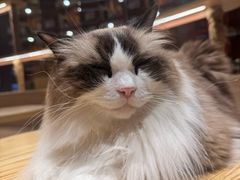 -米乐乖乖猫咪咖啡馆·猫咖(深圳湾后海汇店)