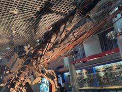 -国家自然博物馆