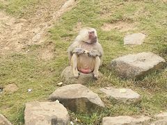 -上方山森林动物世界
