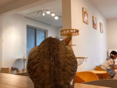 -有喵·猫咖·狗咖·30几只猫10只小狗(岗厦店)