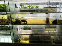 -灵龟之家百象馆(百象馆联合旗舰店)