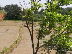 -洈水景区