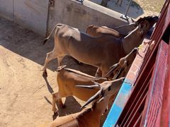 -西霞口神雕山野生动物世界