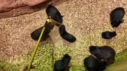 -Zoolung Zoolung动物主题公园(海信广场店)