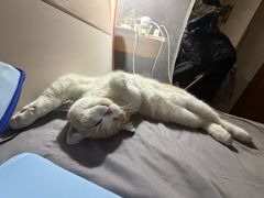 -瑞鹏宠物医院·骨科·猫科·内科(第一中心)