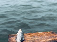 -洪湖生态旅游区