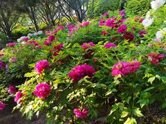 -莲花池公园