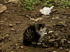-达爱动物医院·犬猫分区·CT·复杂眼科(远洋山水分院)