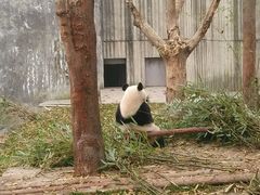 -成都大熊猫繁育研究基地
