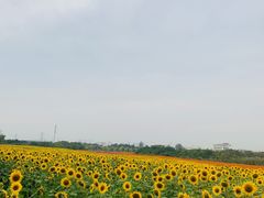 -映月湖中央公园