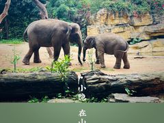 -广州长隆野生动物世界