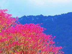 -天适樱花悠乐园