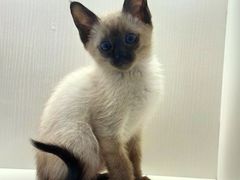 -小猫来了·猫舍(红山六九七九店)