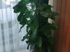 -解家河南菜(商鼎路店)