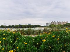 -昆山城市生态森林公园