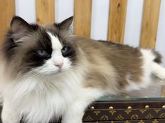 -青奢宠物·青奢猫舍