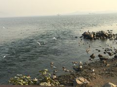 -深圳湾公园(南山区)