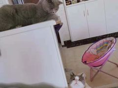 -喵zoo家庭繁育猫舍(尖东智能花园店)