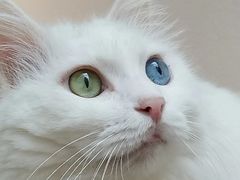 -有猫主题·治愈系猫咖(曾厝垵店)