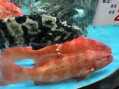 -明珠海港大酒店